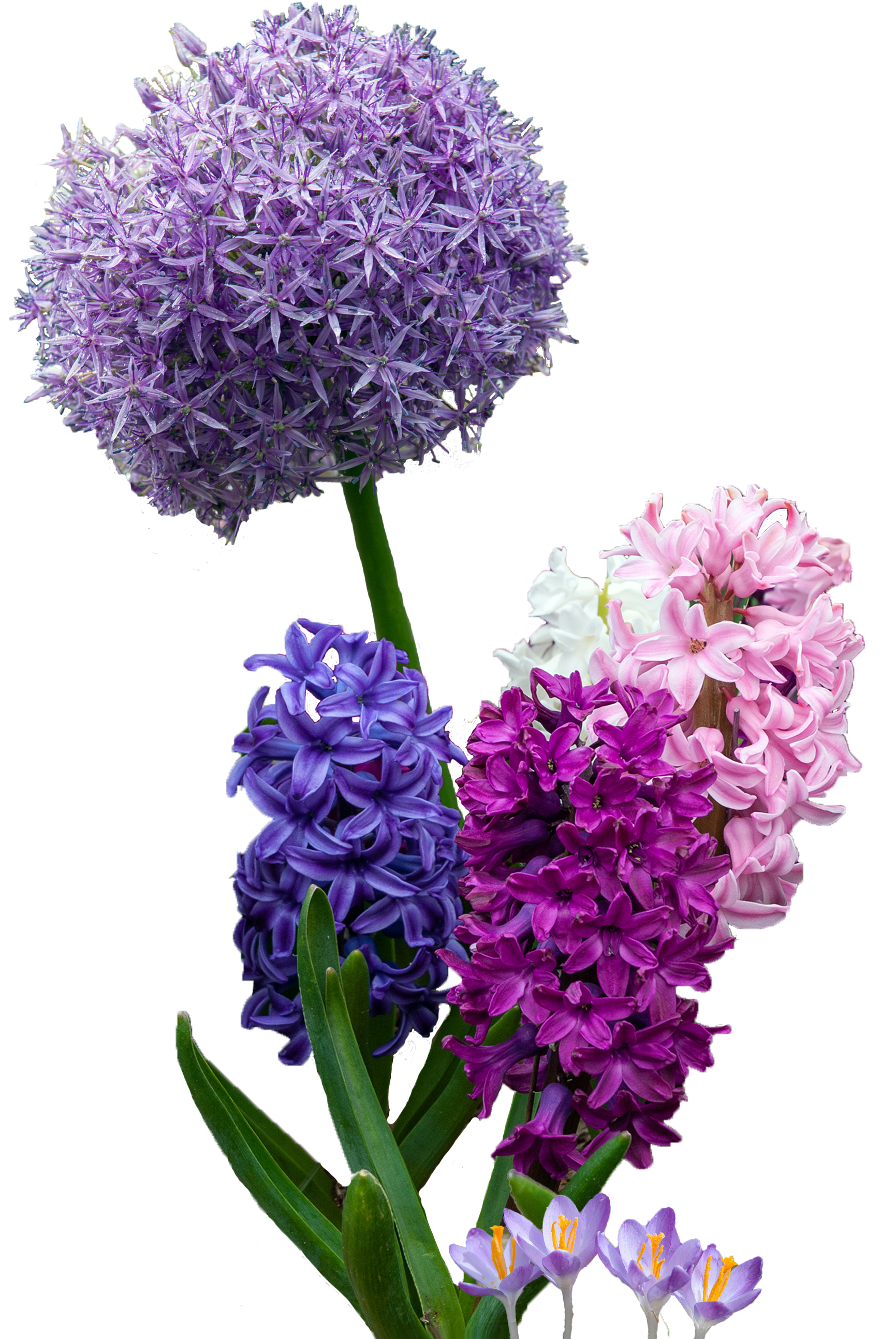 a grouping of an allium and hyacinths