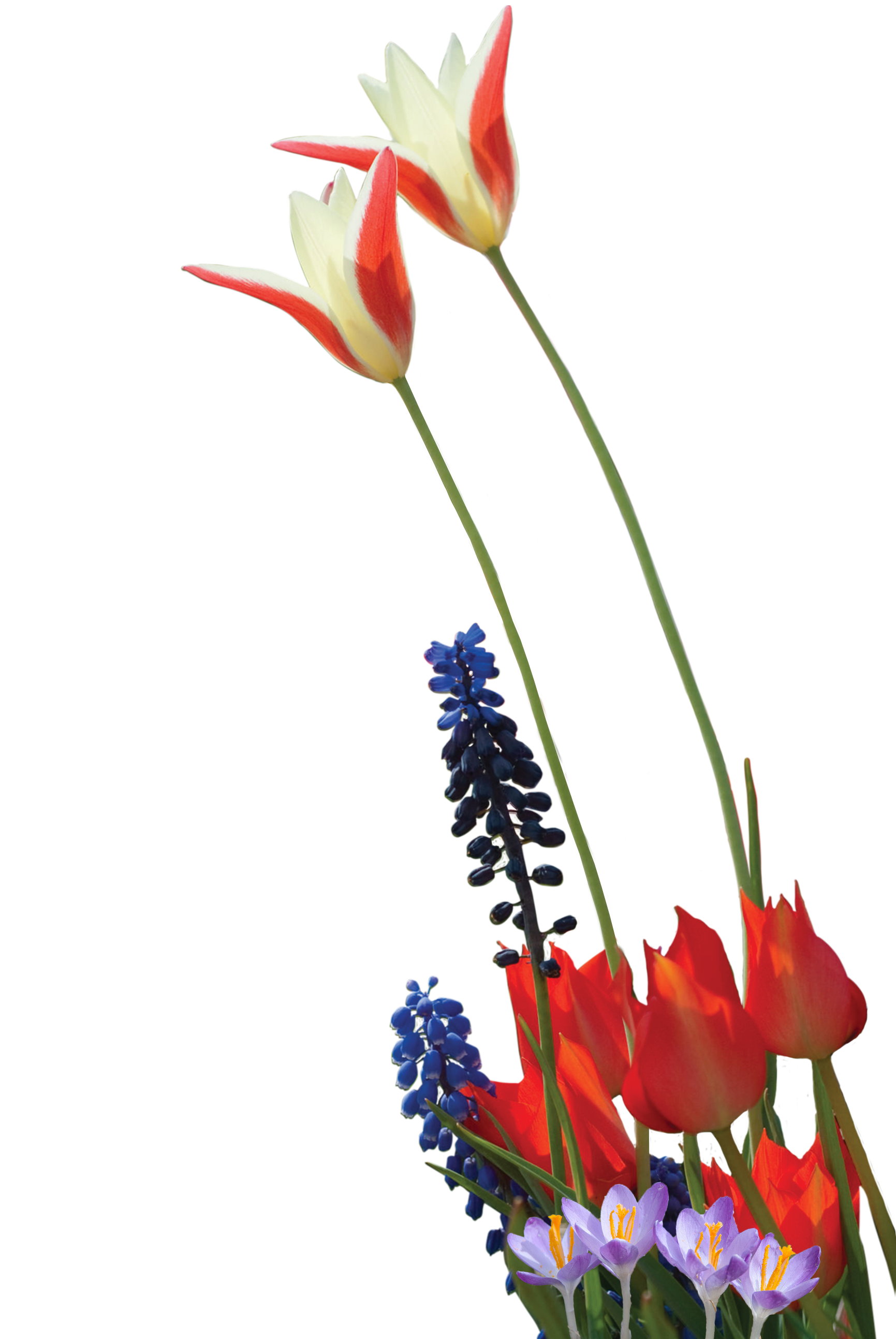 a group of wild tulips, muscari and crocuses