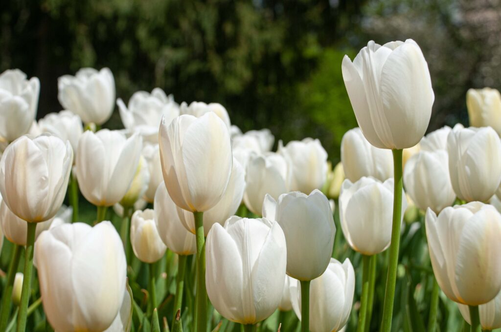 White French Tulip Catherina from Colorblends