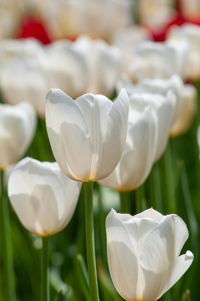 White French Tulip Catherina from Colorblends