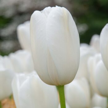 White French Tulip Catherina from Colorblends