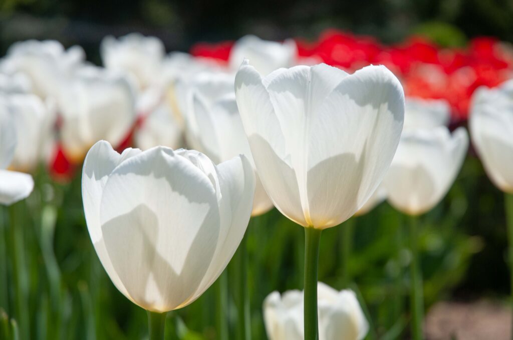 White French Tulip Catherina from Colorblends