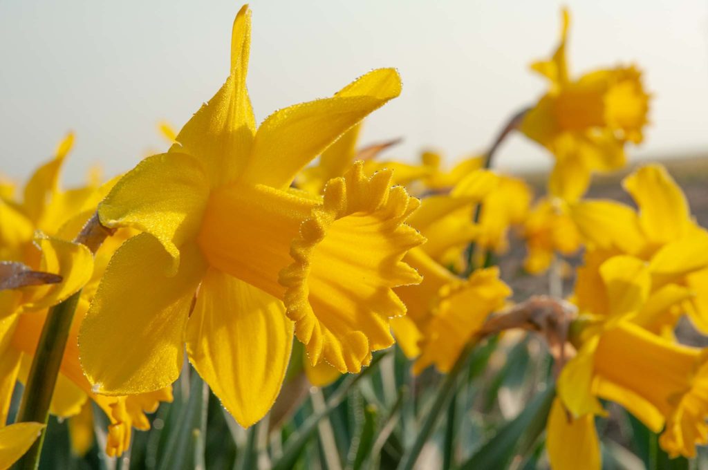 COLORBLENDS The Myth of the King Alfred Daffodil