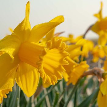 The Myth of the King Alfred Daffodil