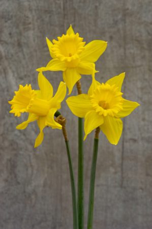 A trio of King Alfred daffodils