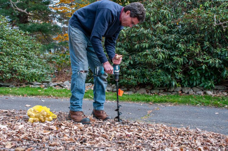 A man uses a handheld power drill with a special auger to plant flower bulbs.