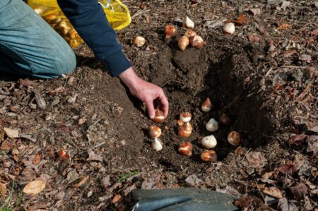 Man arranges flower bulbs in a trench. 