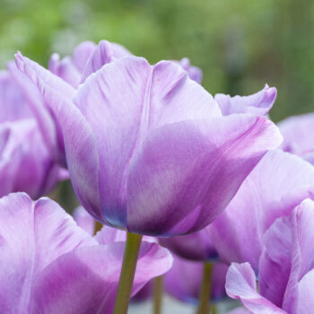 Soft purple with a touch of blue tulip Bleu Aimable from Colorblends