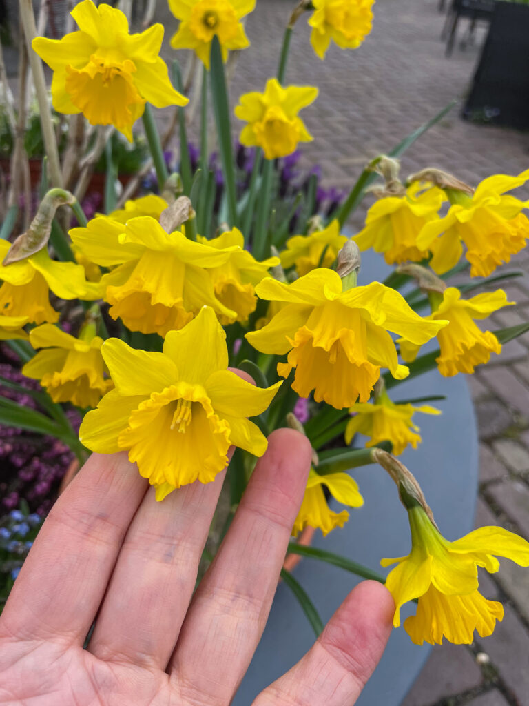 Miniature yellow trumpet Daffodil Say Cheese from Colorblends.
