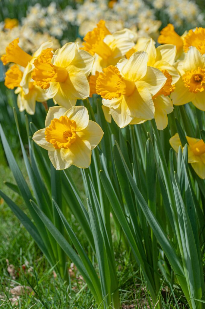 Creamy yellow trumpet daffodil with an orange-yellow cup that bleeds into the petals, Daffodil Breath of Spring from Colorblends.