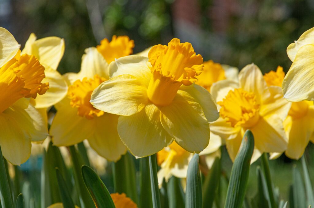 Creamy yellow trumpet daffodil with an orange-yellow cup that bleeds into the petals, Daffodil Breath of Spring from Colorblends.
