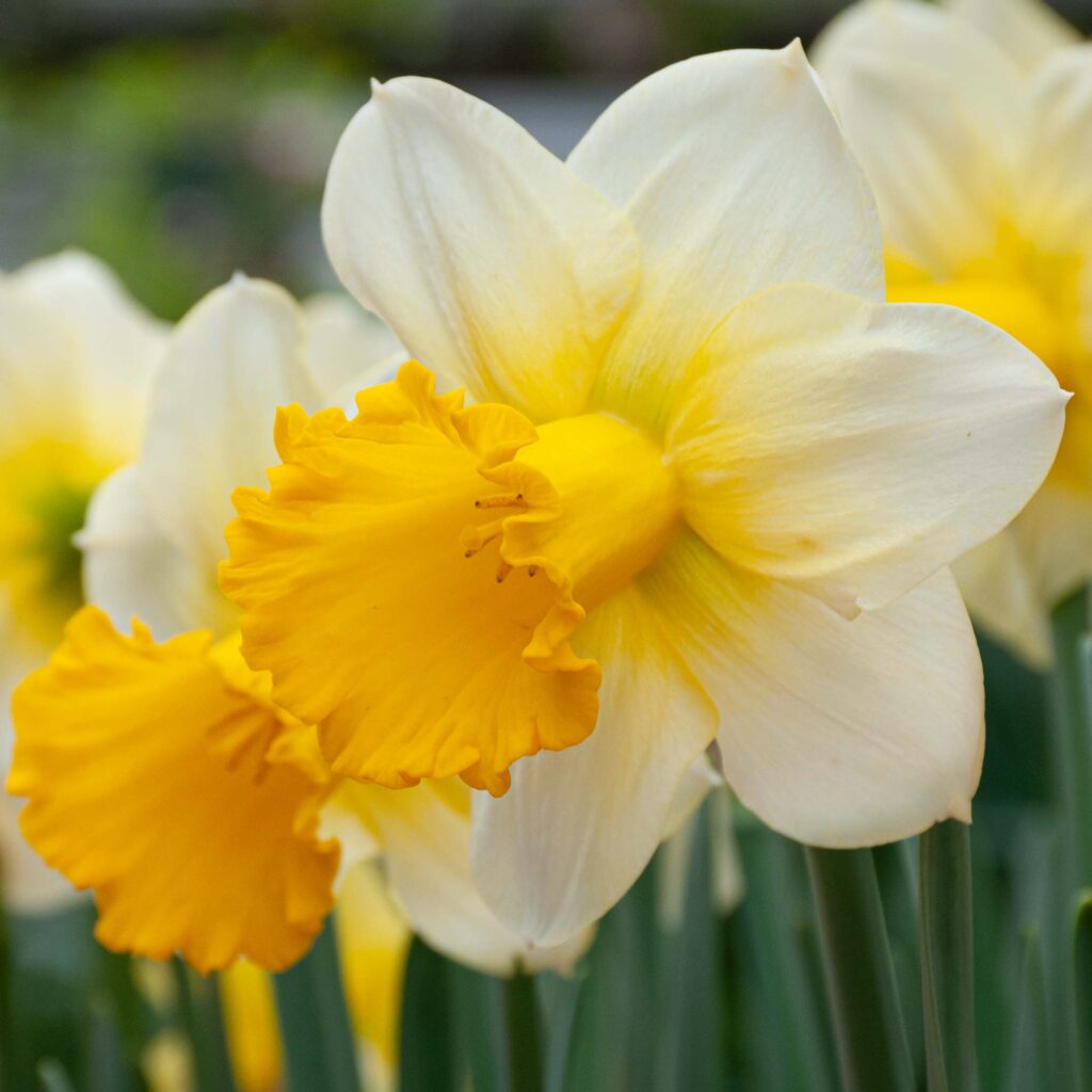 Creamy yellow trumpet daffodil with an orange-yellow cup that bleeds into the petals, Daffodil Breath of Spring from Colorblends.