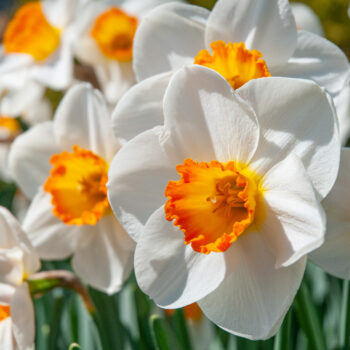 A white daffodil with a small yellow cup rimmed with orange, Daffodil April Queen from Colorblends.