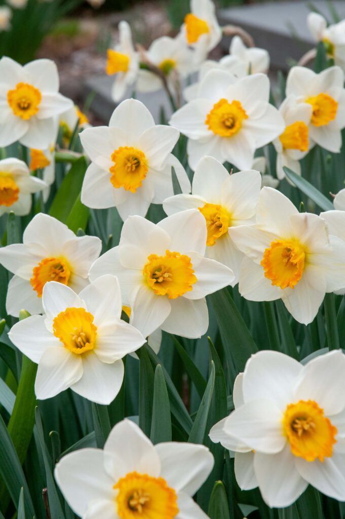 A white daffodil with a small yellow cup rimmed with orange, Daffodil April Queen from Colorblends.