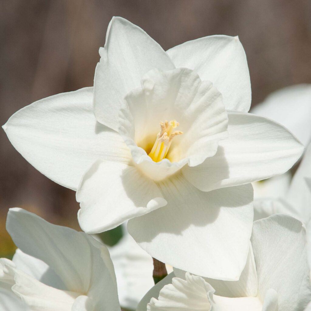 White large cup Daffodil Love You More from Colorblends.