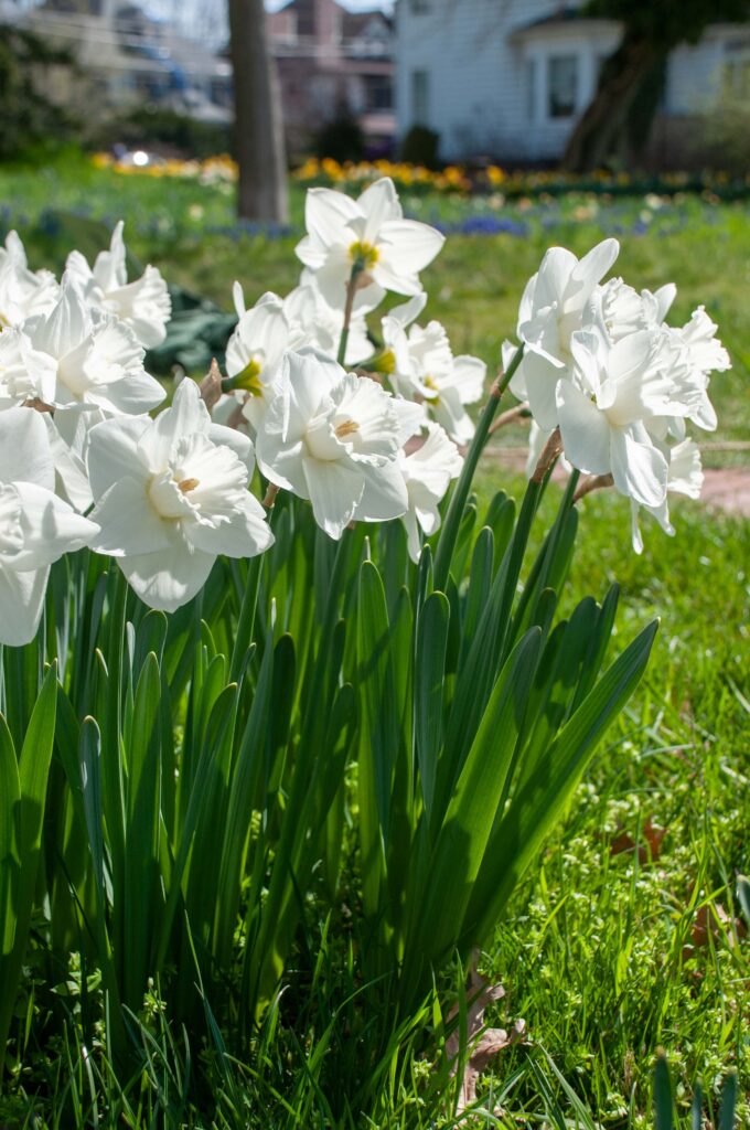 White large cup Daffodil Love You More from Colorblends.