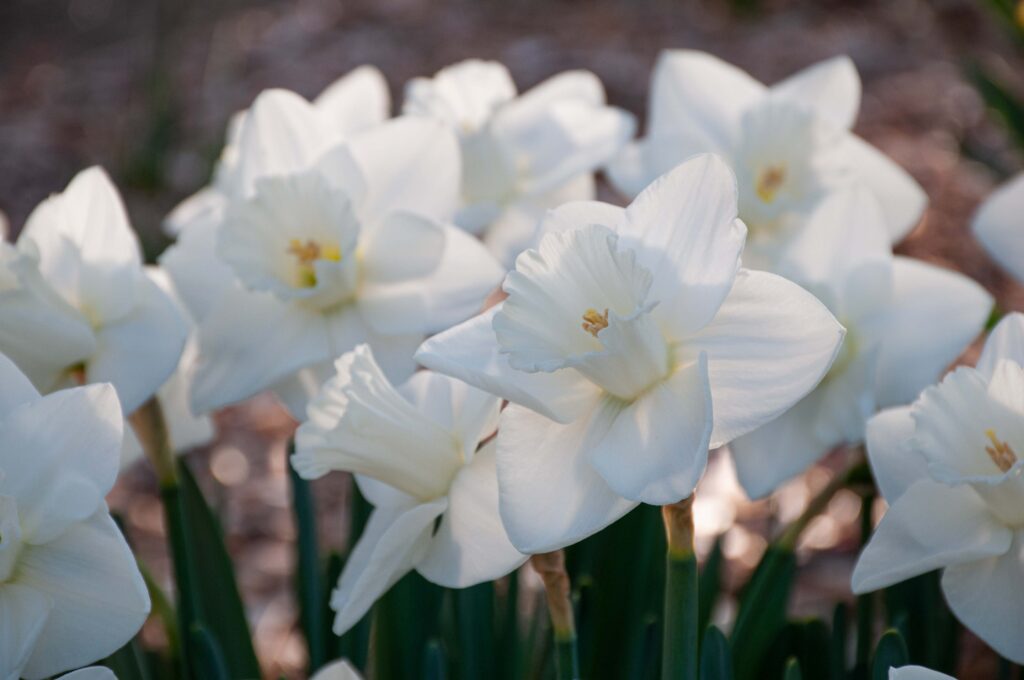 White large cup Daffodil Love You More from Colorblends.