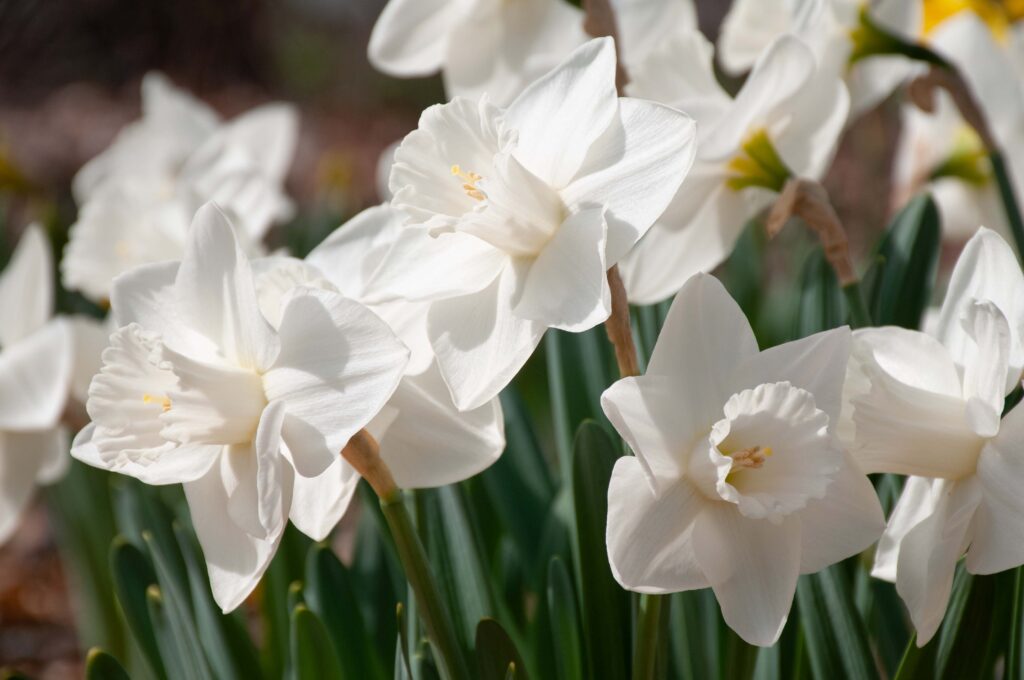 White large cup Daffodil Love You More from Colorblends.