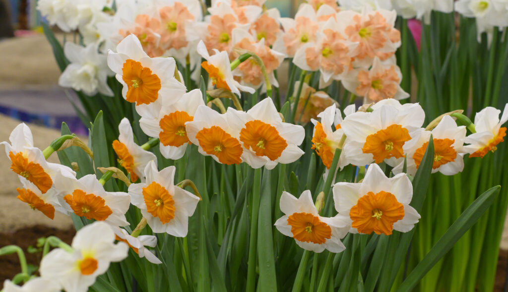 White petals with a large deep orange frilled cup, Daffodil Jacqueline from Colorblends.