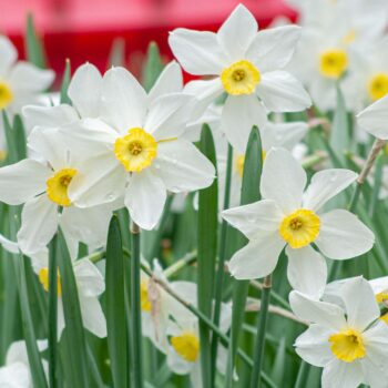 White petals with small yellow cup, Daffodil Queen of the North from Colorblends