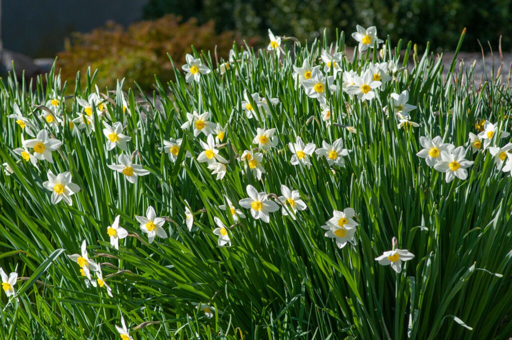 White petals with small yellow cup, Daffodil Queen of the North from Colorblends