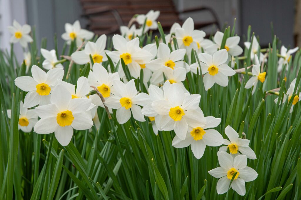 White petals with small yellow cup, Daffodil Queen of the North from Colorblends