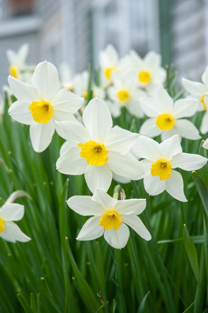 White petals with small yellow cup, Daffodil Queen of the North from Colorblends