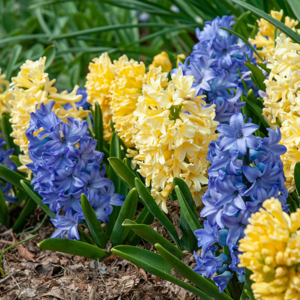 Blue and cream hyacinths, High Noon Blend from Colorblends