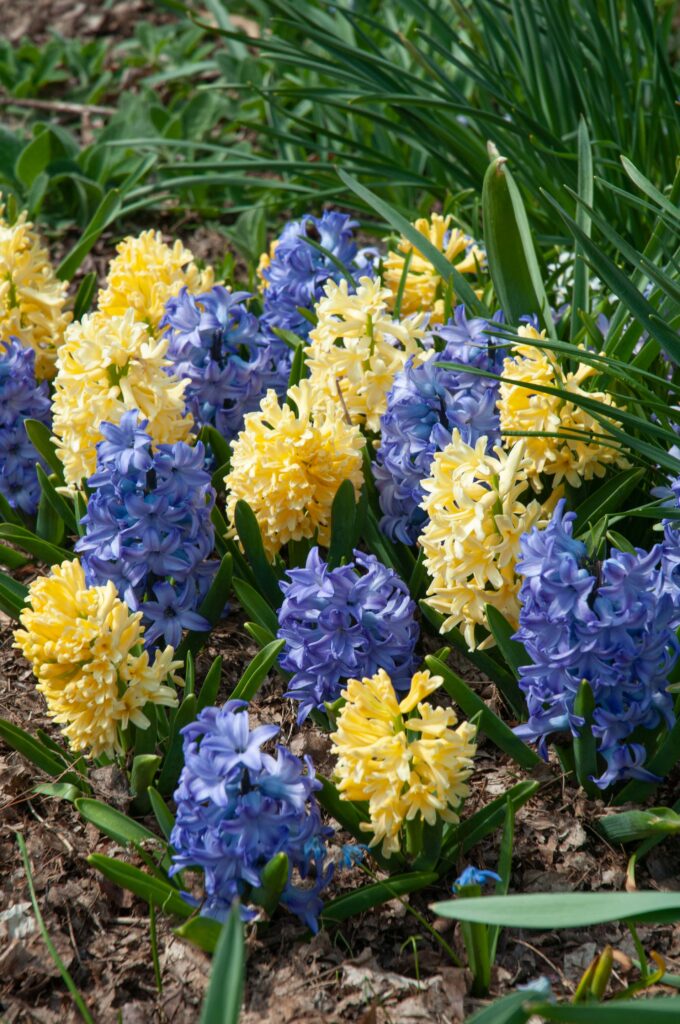 Azure blue and soft gold hyacinths, High Noon Blend™ from Colorblends.