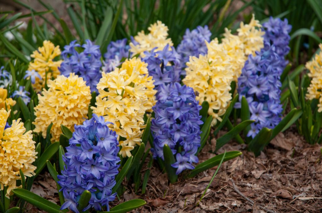 Azure blue and soft gold hyacinths, High Noon Blend™ from Colorblends.