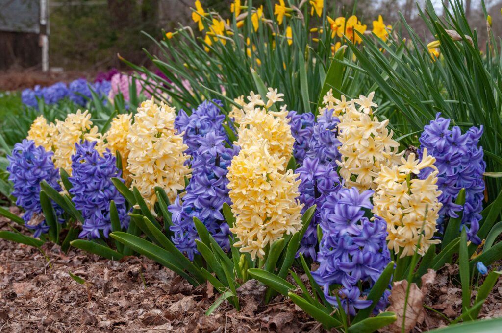 Azure blue and soft gold hyacinths, High Noon Blend™ from Colorblends.