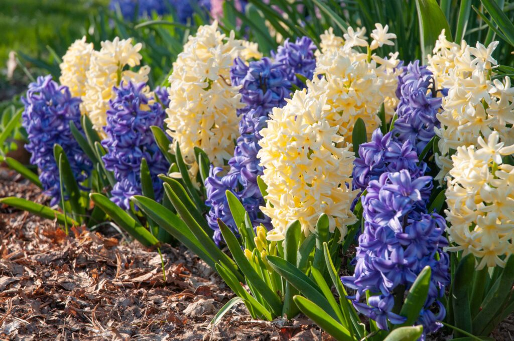 Azure blue and soft gold hyacinths, High Noon Blend™ from Colorblends.