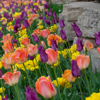 Bed of flowers with over 100 tulips