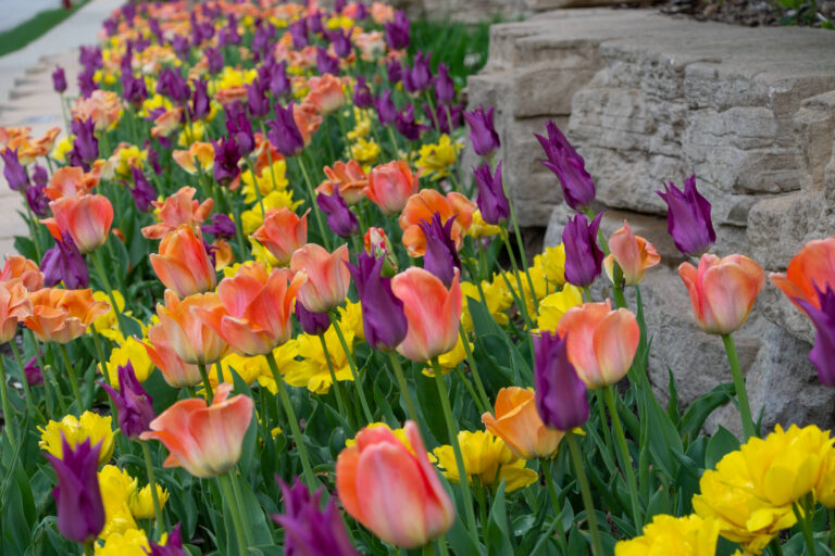 Bed of flowers with over 100 tulips