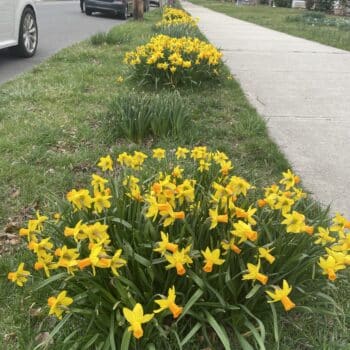 How to Plant in a Street Lawn