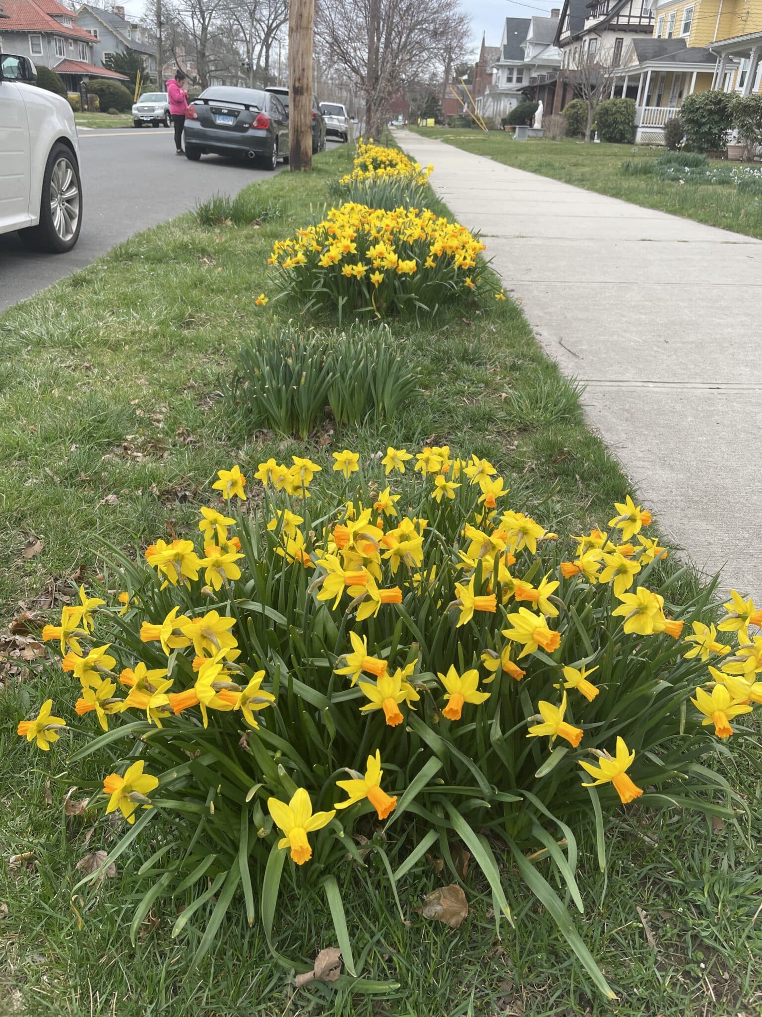How to Plant in a Street Lawn