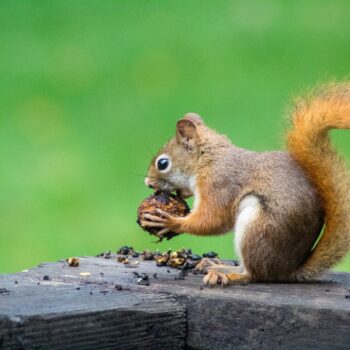 How to Protect Tulip Bulbs from Squirrels