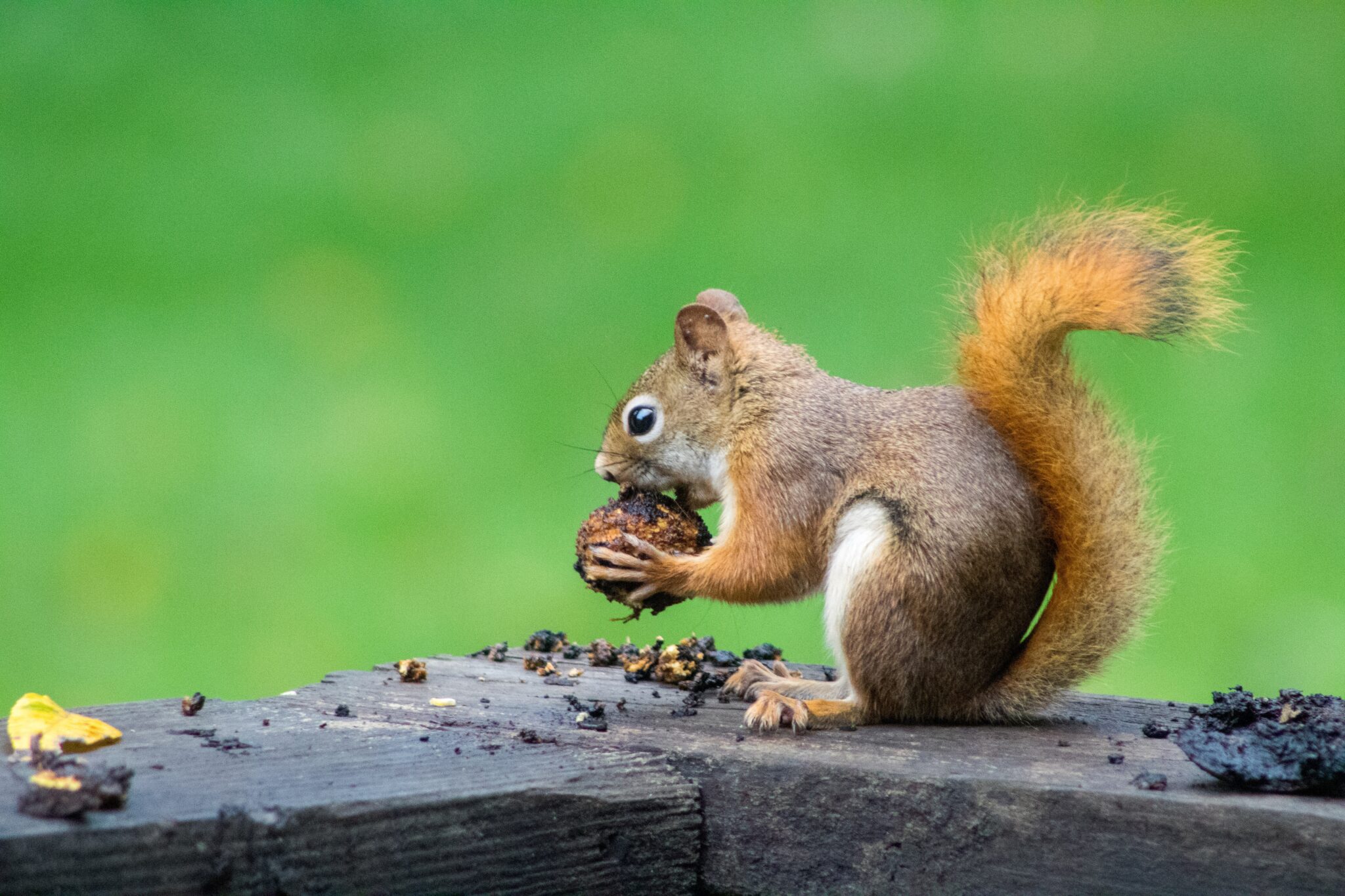 How to Protect Tulip Bulbs from Squirrels