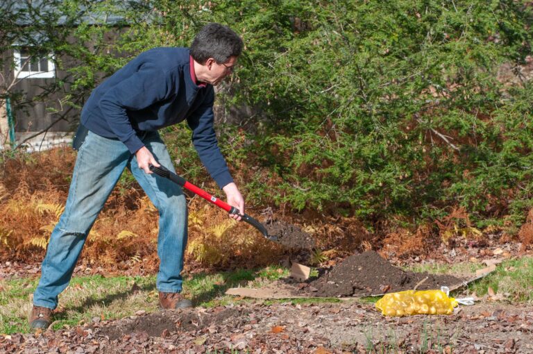 Man digging up a flower bed in preparation for planting tulips, places soil on a sheet of cardboard.