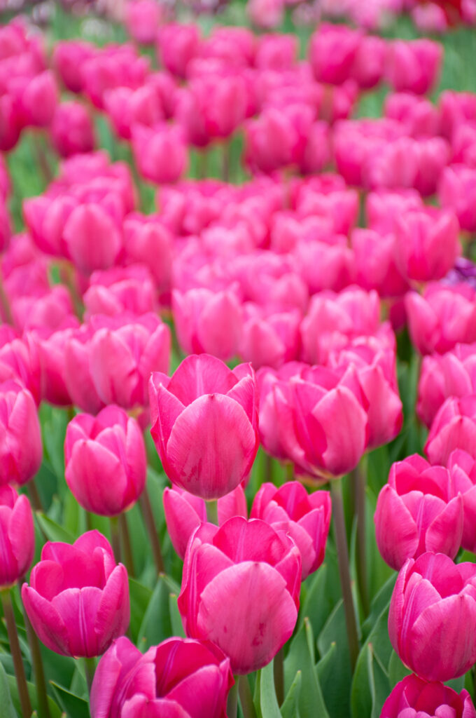 Pink Ardour tulips planted densely.