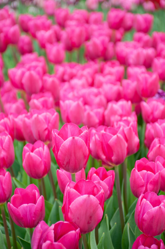 Pink Ardour Tulips, Always Wholesale Pricing