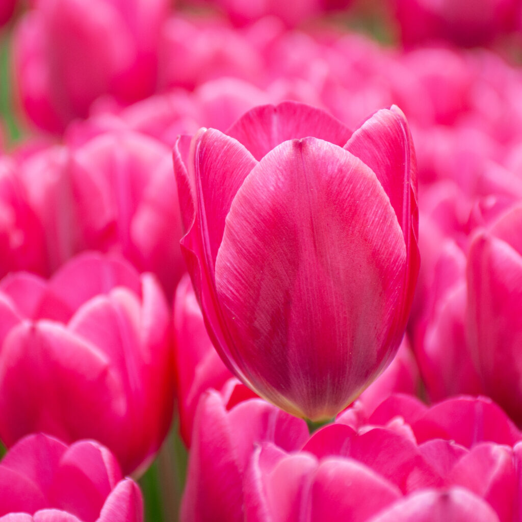 Pink Ardour tulip flower sticking up from a bed of other Pink Ardour tulips.
