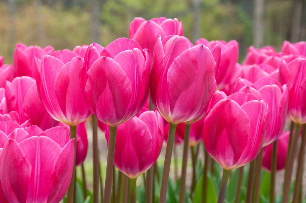 Close-up of several Pink Ardour tulip flowers.