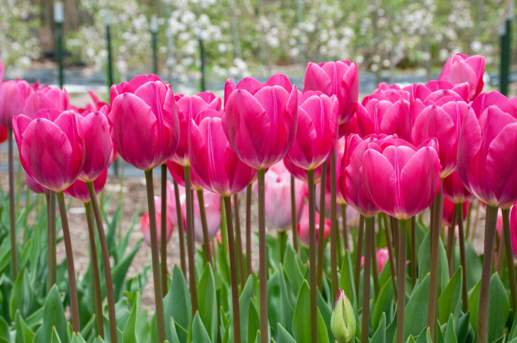Bed of Pink Ardour tulips.