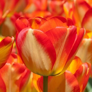 American Dream tulip close-up.