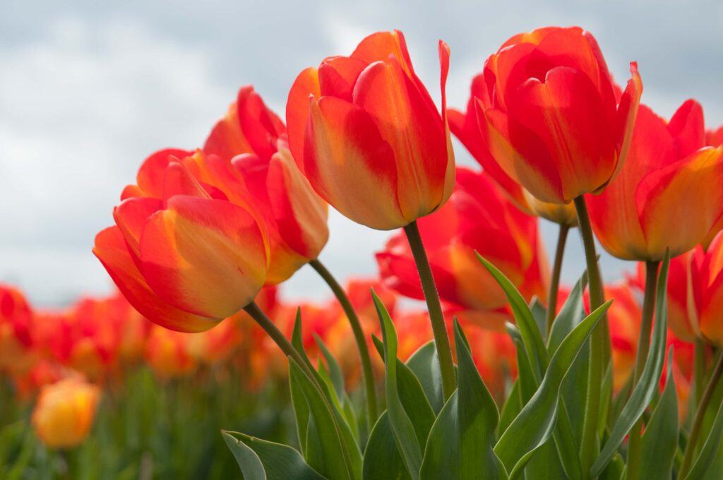 American Dream tulips in a close-up with a more orange tulips in the background.