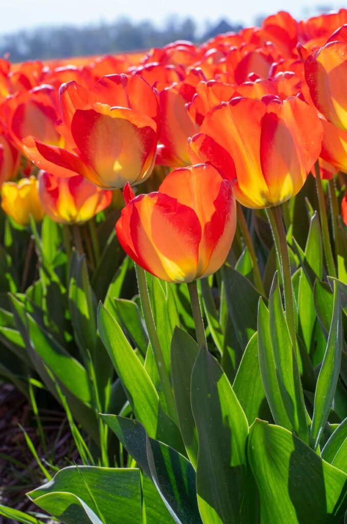 Field of American Dream tulips.