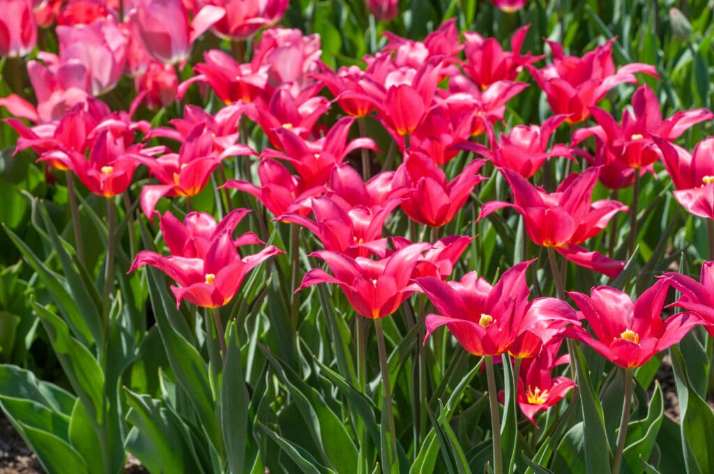 Horizontal image of a group of Queen Rania tulips planted together.