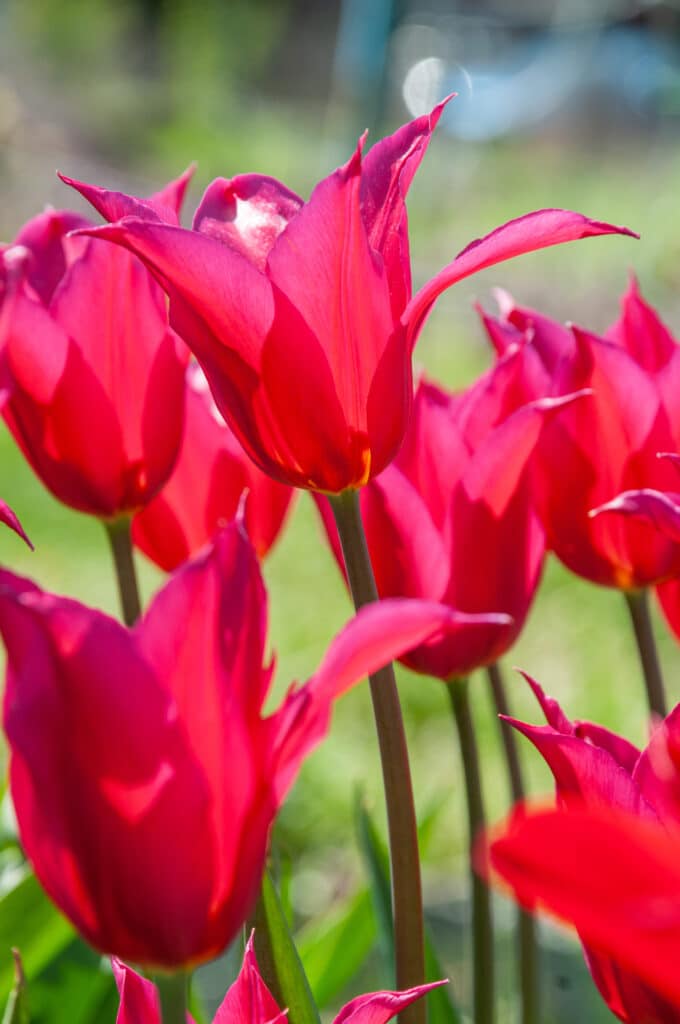 Vertical image of Queen Rania tulips in bright sunlight.