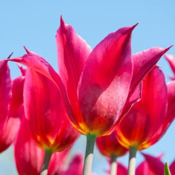 Square photo of Queen Rania tulip. It is a reddish-pink lily-flowered tulip.